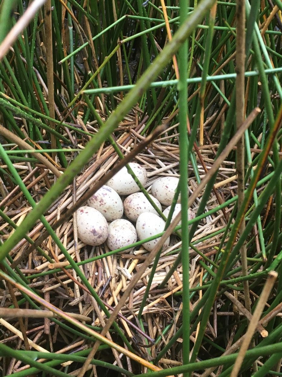 Rallus crepitans by Jonathan Layman is licensed under CC BY 4.0.